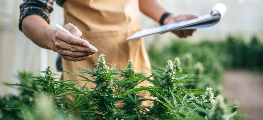 Finding Hidden Margin in Your Cannabis Operation
